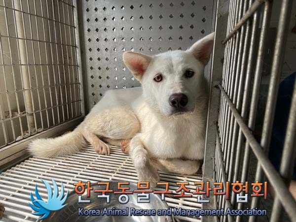 보호중 믹스견의 가…
